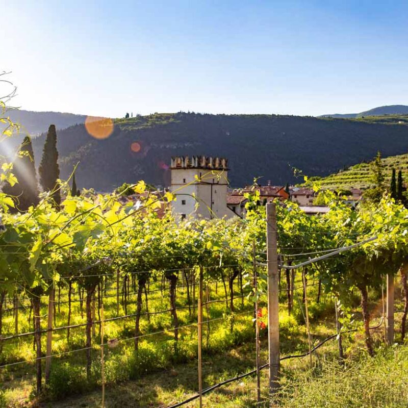 vineyard-12