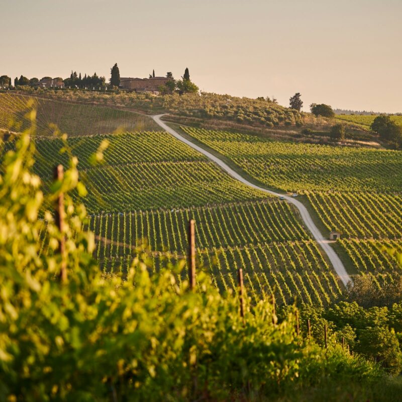 vineyard-251